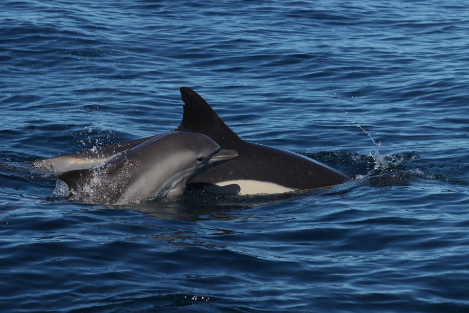 Lagoa: Dolphin Watching & Benagil Tour with Biologist Guide - The Benagil Cave route: tides, rock formations, and cave-to-cave time