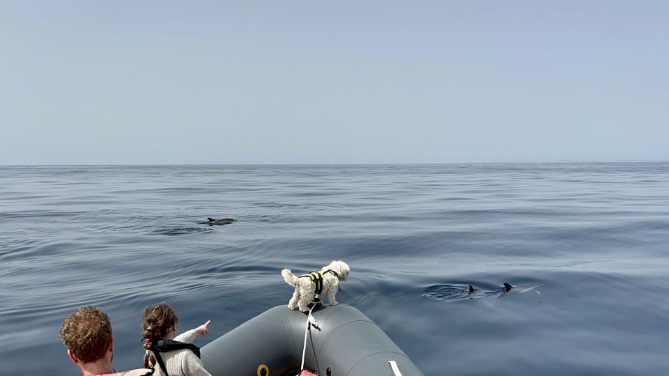 Lagoa: Dolphin Watching & Benagil Tour with Biologist Guide - Things that can make or break your day