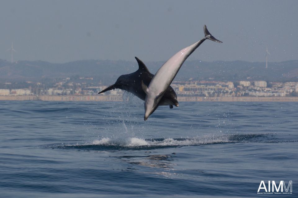 Lagoa: Dolphins Expedition with biologist guide on board - Who This Tour Fits Best (and Who Might Want a Different Day)