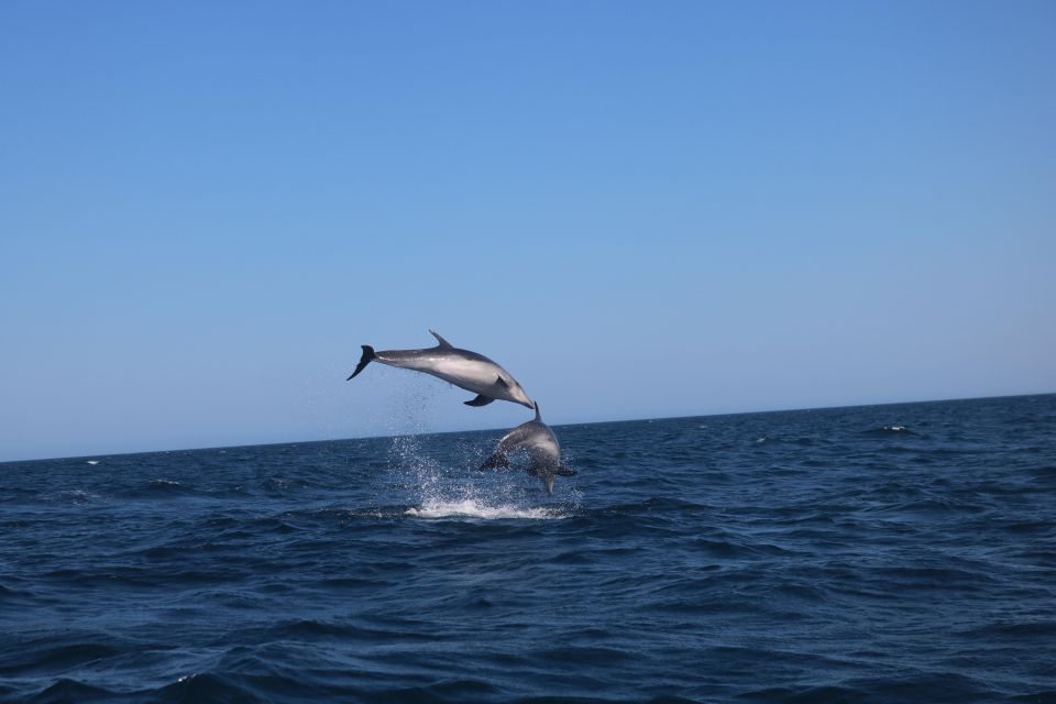 Lagoa: Dolphins Expedition with biologist guide on board - Dolphins Up Close, Without the Wrong Kind of Close