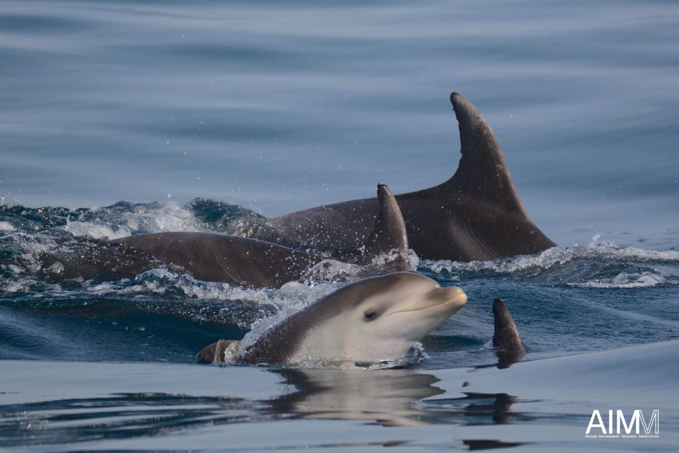 Lagoa: Dolphins Expedition with biologist guide on board - What the 3-Hour Timeline Means for Your Day Plan