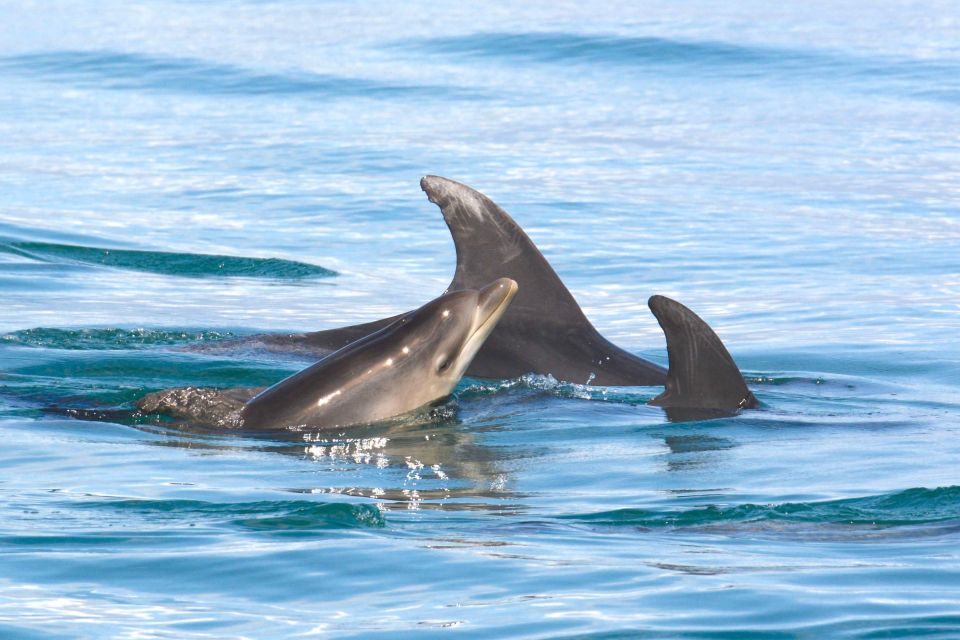 Lagoa: Dolphins Expedition with biologist guide on board - Price and Value: Is $82 a Fair Deal?