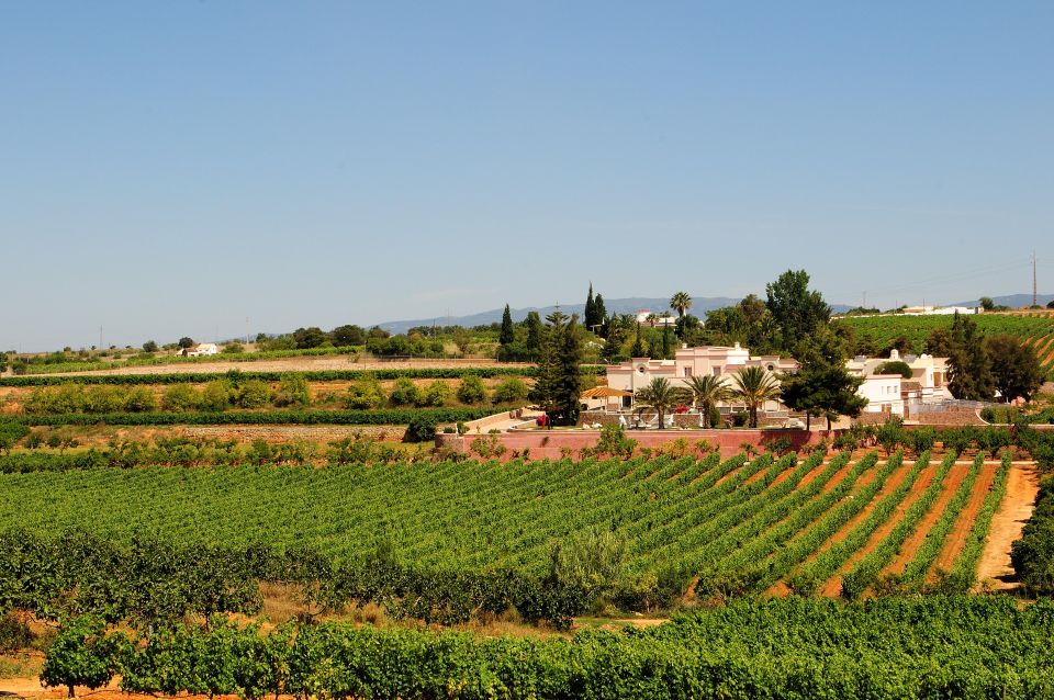 Lagoa: Guided Winery Tour and Local Wine Tasting - Commented Wine Tasting on the Terrace: More Than Just Sipping