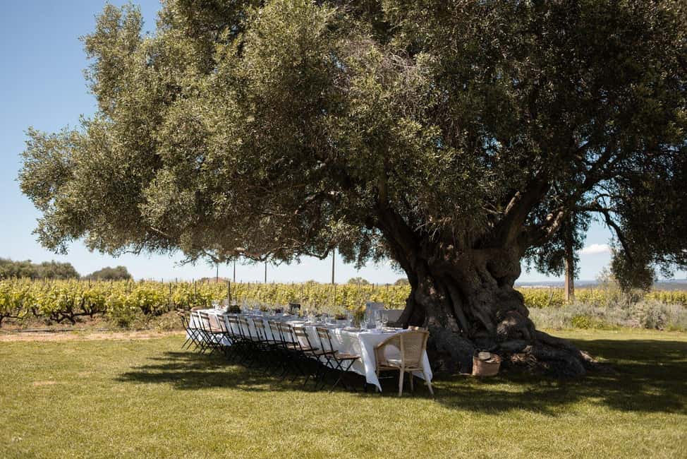 Lagoa: Vineyard Tour and Wine Tasting - Price and value: why this costs about $50 and where you’re getting your money’s worth
