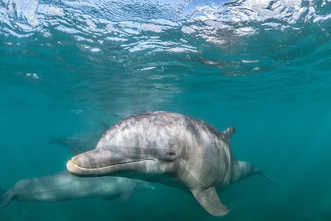Lagos: Dolphins & Benagil Caves – Catamaran - Key highlights at a glance