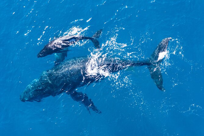 Lagos: Dolphins & Benagil Caves – Catamaran - Swim stop with inflatable water park and a slide off the boat
