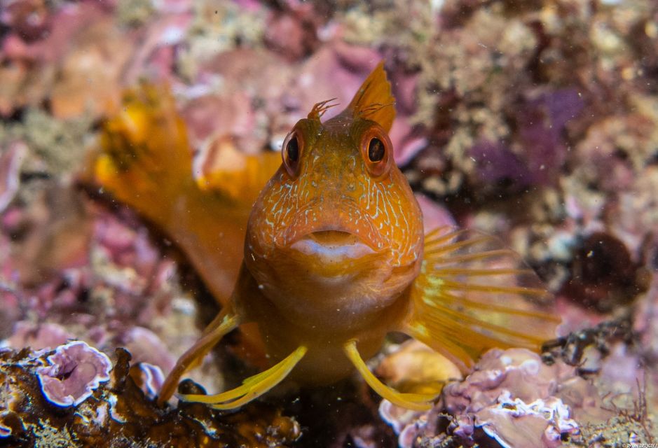 Lagos: Guided Scuba Diving Trip for Beginners - Key Highlights You’ll Care About in Lagos
