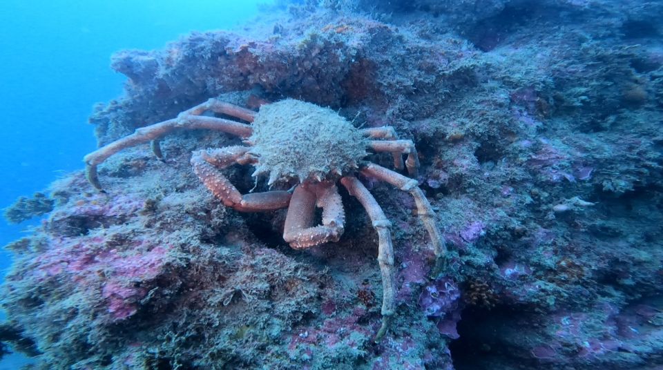 Lagos: Guided Scuba Diving Trip for Beginners - Instructor Direction: What You’ll Learn Before You Enter