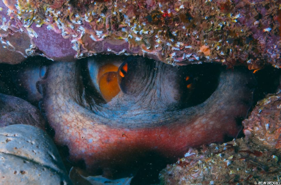Lagos: Guided Scuba Diving Trip for Beginners - Safety Notes That Matter (Including the Flying Rule)