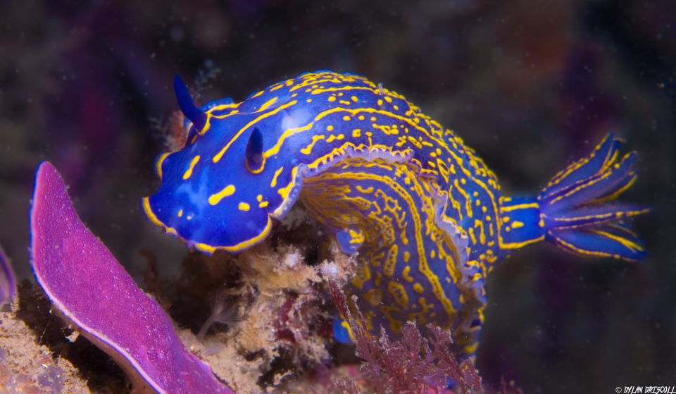 Lagos: Guided Scuba Diving Trip for Beginners - Practical Tips Before You Show Up