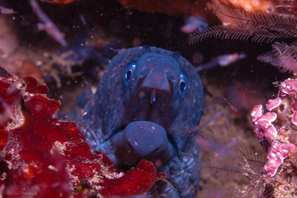 Lagos: Guided Scuba Diving Trip for Beginners - Before You Go: Gear Up at the Dive Center