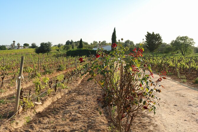 Lagos, Portimão & Carvoeiro: Wine Tasting, Tapas & Music Tour - Why This Algarve Wine and Music Tour Feels Easier Than DIY