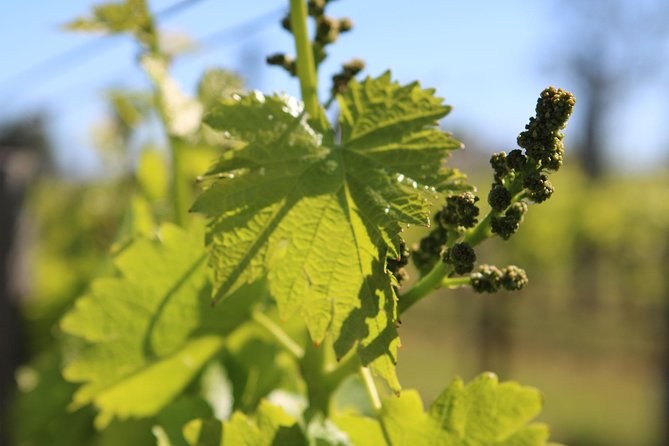 Lagos, Portimão & Carvoeiro: Wine Tasting, Tapas & Music Tour - Live Portuguese Music On-Site: The Atmosphere Part