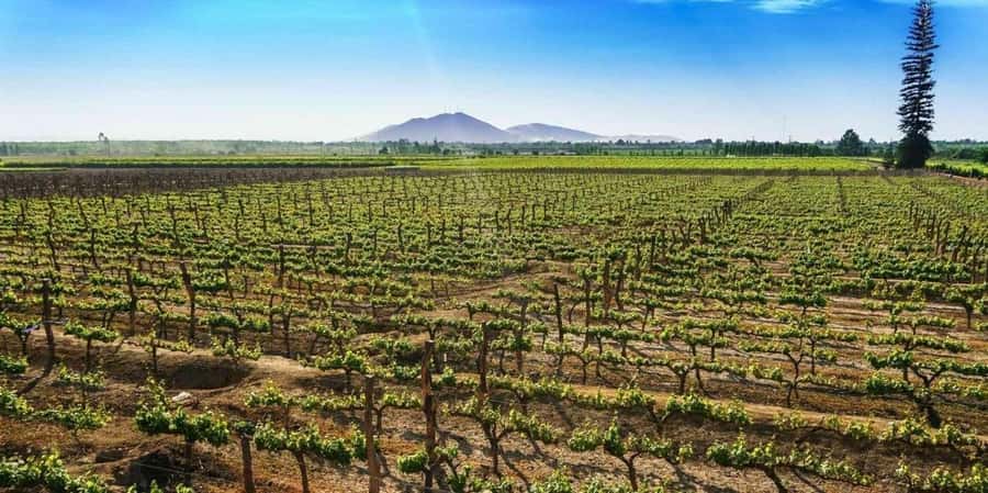 Lagos/Praia da Luz: Wine Tour, Tastings, Tapas, and Music - Shopping for Algarve Bottles and Regional Products