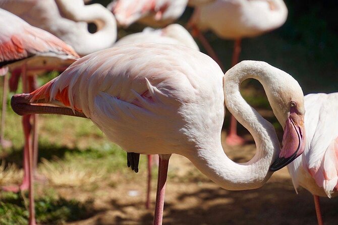 Lagos Zoo Admission Ticket - Key Things to Know Before You Go