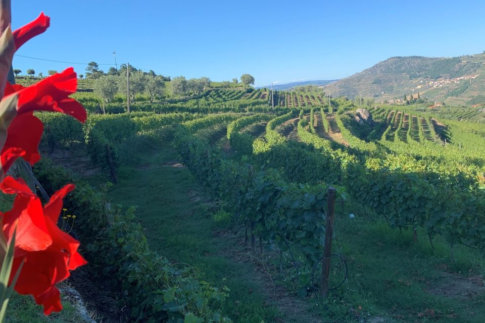 Lamego: Quinta da Portela de Baixo Winery Tour and Tasting - Quinta da Portela de Baixo Winery in Lamego: why this tasting format works