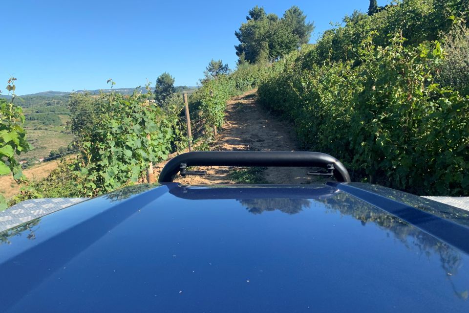 Lamego: Quinta da Portela de Baixo Winery Tour and Tasting - Vineyard views and getting outside: what the winery scenery gives you