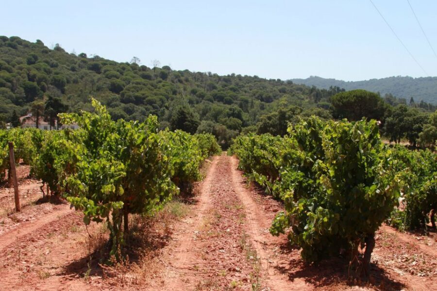 Lisbon: Arrábida and Sesimbra Day Trip with Wine - Who should book this day trip (and who might skip it)