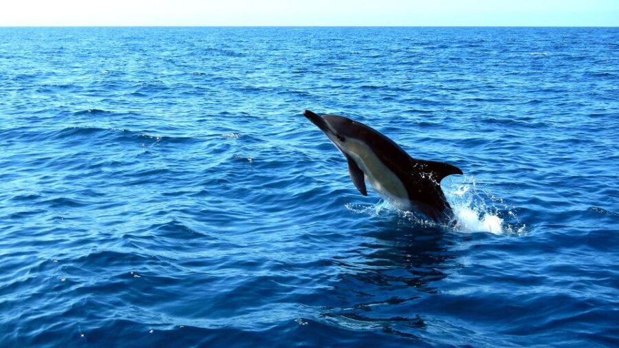 Lisbon: Arrábida Natural Park Dolphin Watching Boat Tour - Should you book this Lisbon-to-Arrábida dolphin watching tour?