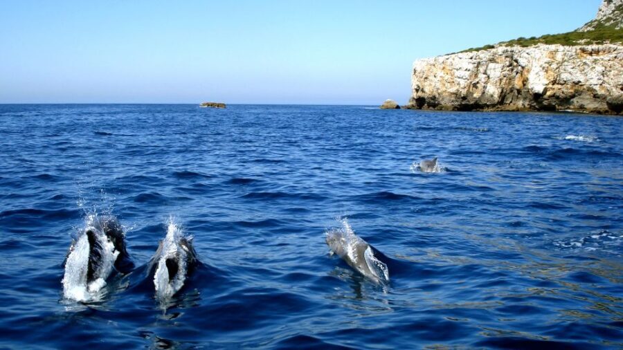 Lisbon: Arrábida Natural Park Dolphin Watching Boat Tour - Arrábida Natural Park: why this dolphin search feels different from a typical Lisbon tour