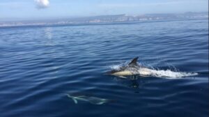 Lisbon: Arrábida Natural Park Dolphin Watching Boat Tour - Sesimbra port to semi-inflatable boat: the morning flow and what to expect