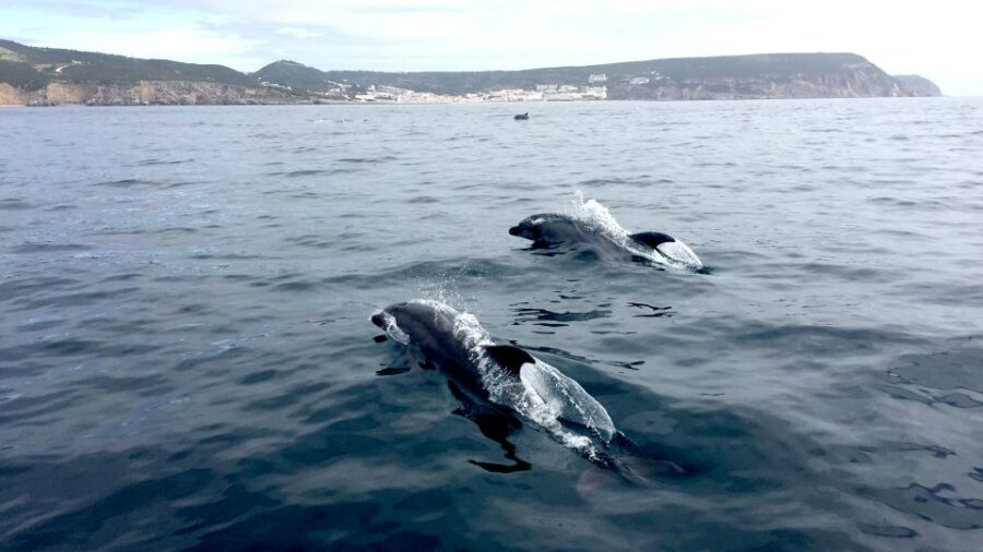 Lisbon: Arrábida Natural Park Dolphin Watching Boat Tour - Dolphin-sighting expectations: the 95% chance and the respect part