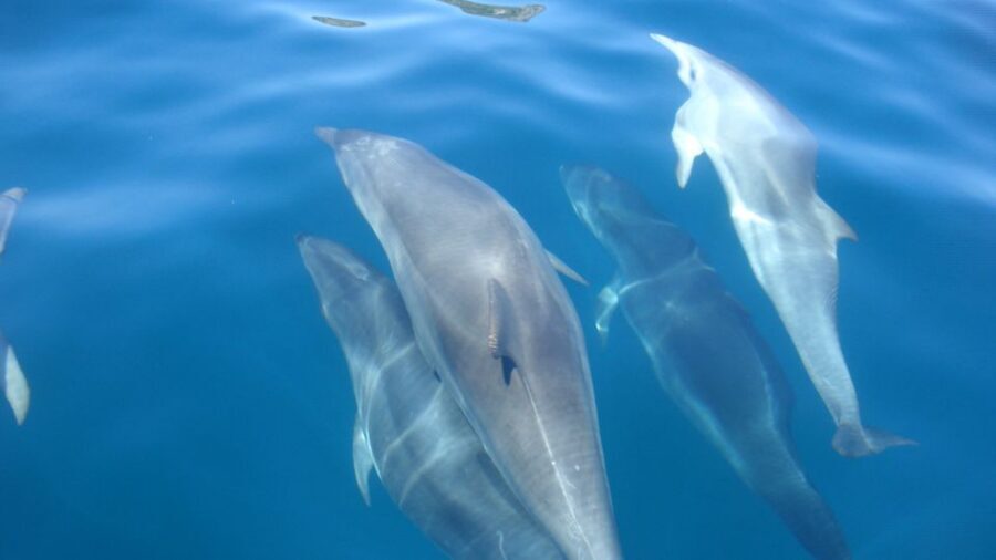 Lisbon: Arrábida Natural Park Dolphin Watching Boat Tour - Timing, motion, and what to bring for a smooth ride