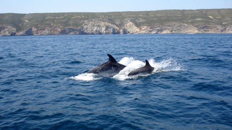 Lisbon: Arrábida Natural Park Dolphin Watching Boat Tour - Price and value: is $58 per person worth it from Lisbon?