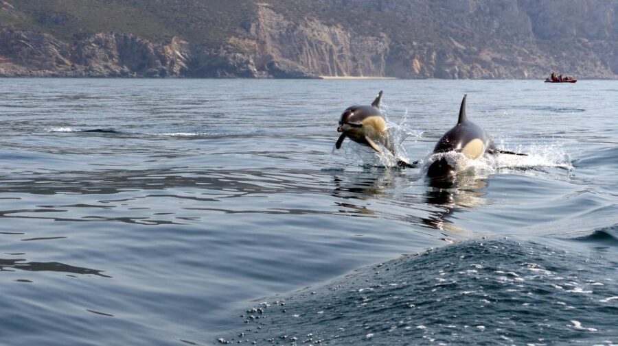 Lisbon: Arrábida Natural Park Dolphin Watching Boat Tour - Who should book this Arrábida dolphin boat tour (and who might skip it)