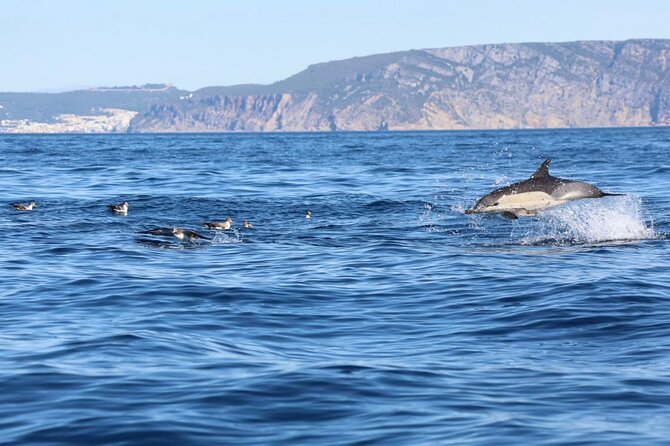 Lisbon Dolphin Watching Ocean Safari - Key highlights (what makes this tour worth your time)