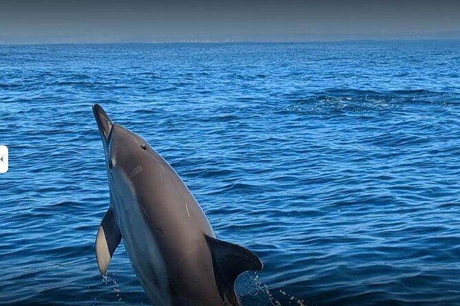 Lisbon Dolphin Watching Ocean Safari - From Doca Alcântara to the Atlantic: what the 2.5 hours feel like