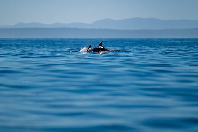Lisbon Dolphin Watching Ocean Safari - How dolphins searching works when conditions aren’t perfect
