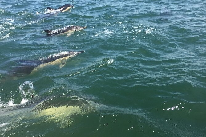 Lisbon Dolphin Watching Ocean Safari - What you’ll see: pods, close curiosity, and biologist explanations