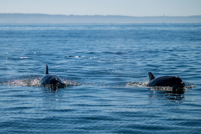 Lisbon Dolphin Watching Ocean Safari - What to bring for a fast, wind-swept ride