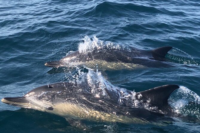 Lisbon Dolphin Watching Ocean Safari - Group size, meeting point, and how to arrive ready