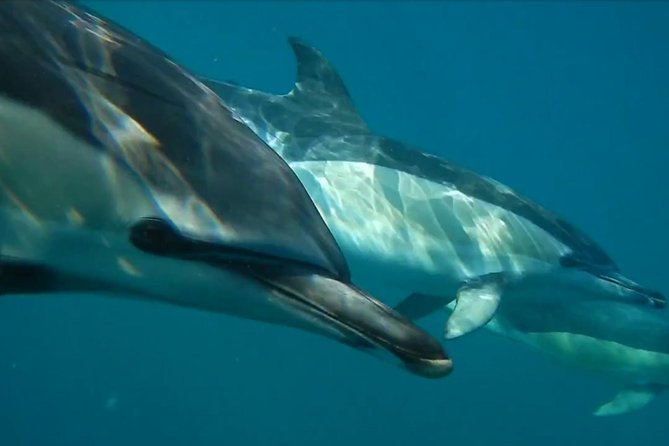 Lisbon: Dolphin Watching with a Marine Biologist - Ocean Safari - Lisbon Dolphin Watching Starts at Doca de Santo Amaro, Not a Random Pier