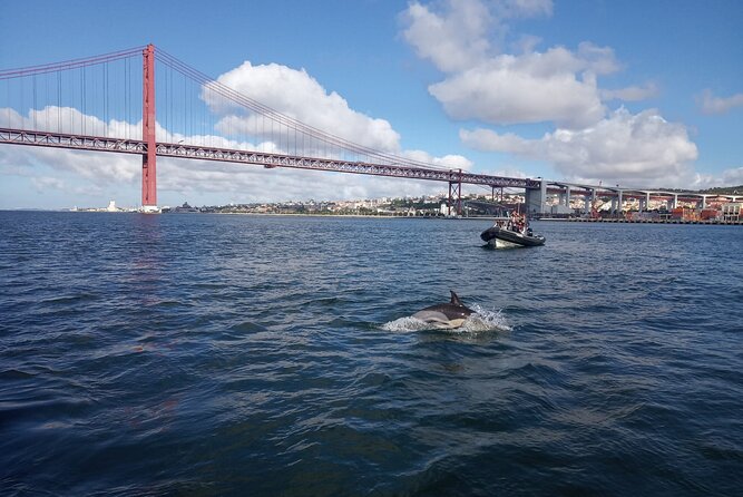 Lisbon: Dolphin Watching with a Marine Biologist - Ocean Safari - Landmarks From the Water: Belem and the Coastline in Motion