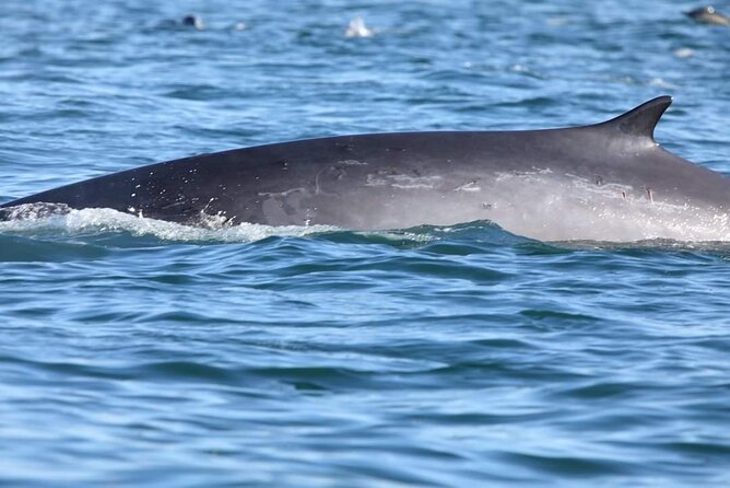 Lisbon: Dolphin Watching with a Marine Biologist - Ocean Safari - Dolphin Sightings Reality Check: High Chance, Still Nature