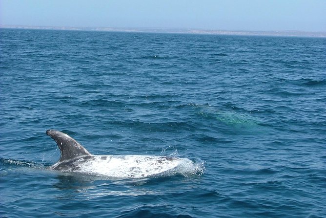Lisbon: Dolphin Watching with a Marine Biologist - Ocean Safari - What the Group Size Really Means (More Than It Sounds)