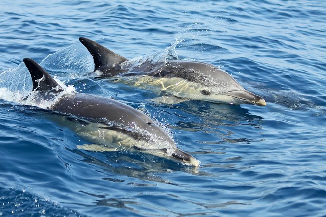 Lisbon: Dolphin Watching with a Marine Biologist - Ocean Safari - Out to the Atlantic: Leaving the Tagus Estuary for Real Open Water