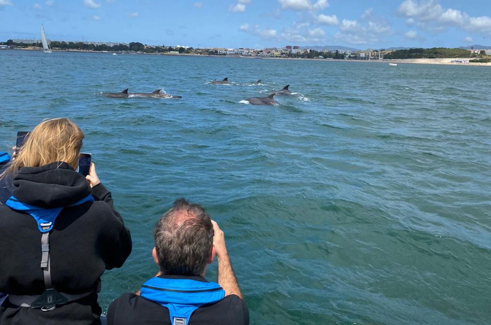 Lisbon: Dolphin Watching with Marine Biologist - Small Group - Speedboat Comfort and Sea-Sickness: How to Prep So You Can Enjoy It