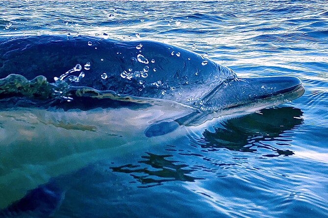 Lisbon: Dolphin Watching with Marine Biologist - Small Group - Out on the Water: The Tagus, the Sea, and the Dolphin “Search Pattern”