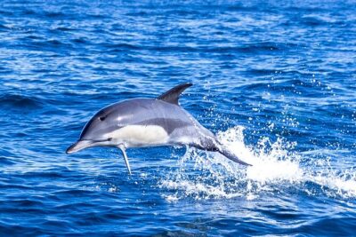Lisbon: Dolphin Watching with Marine Biologist - Small Group - Starting at the Mercedes Benz Oceanic Lounge (Where the Trip Actually Begins)