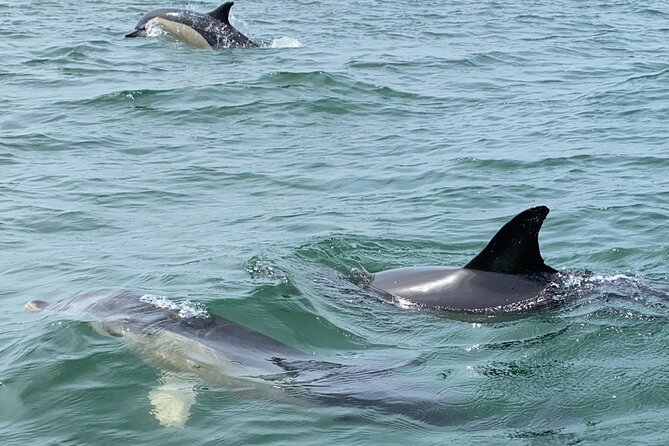 Lisbon: Dolphin Watching with Marine Biologist - Small Group - What the Marine Biologist Teaches You While You’re Watching