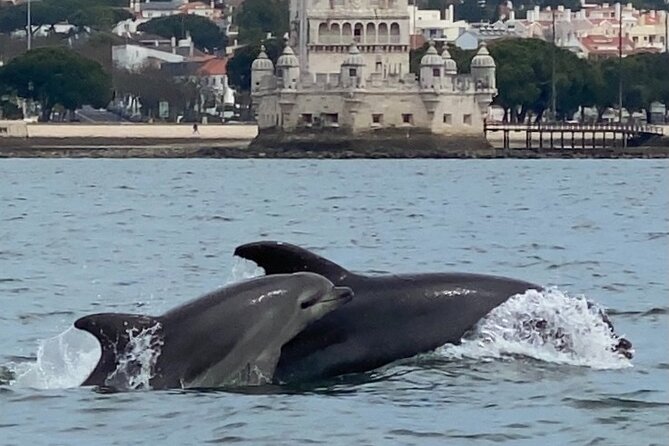 Lisbon: Dolphin Watching with Marine Biologist - Small Group - The Dolphin Moment: Why People Leave With Big Stories