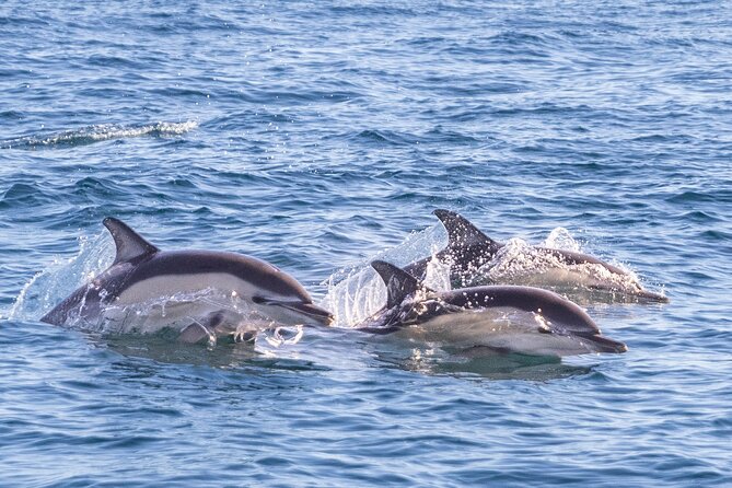 Lisbon: Dolphin Watching with Marine Biologist - Small Group - Lisbon Landmarks From the Water: The Sightseeing Bonus That Isn’t Just a Gift Shop
