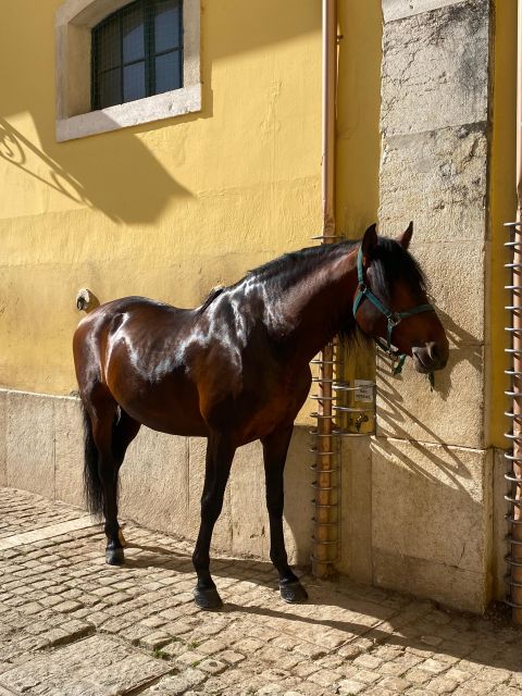 Lisbon: Morning of Equestrian Art with Lusitano Horses - Why Lusitano training feels different in Lisbon