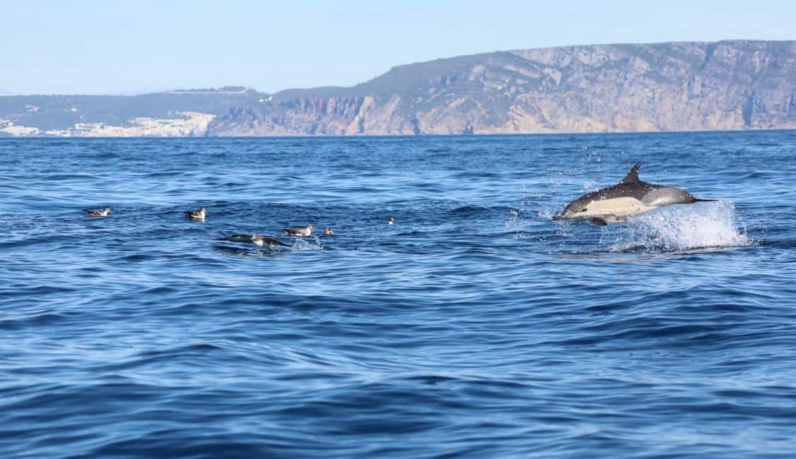 Lisbon: Ocean Safari with Marine Biologists - Key things to know before you go