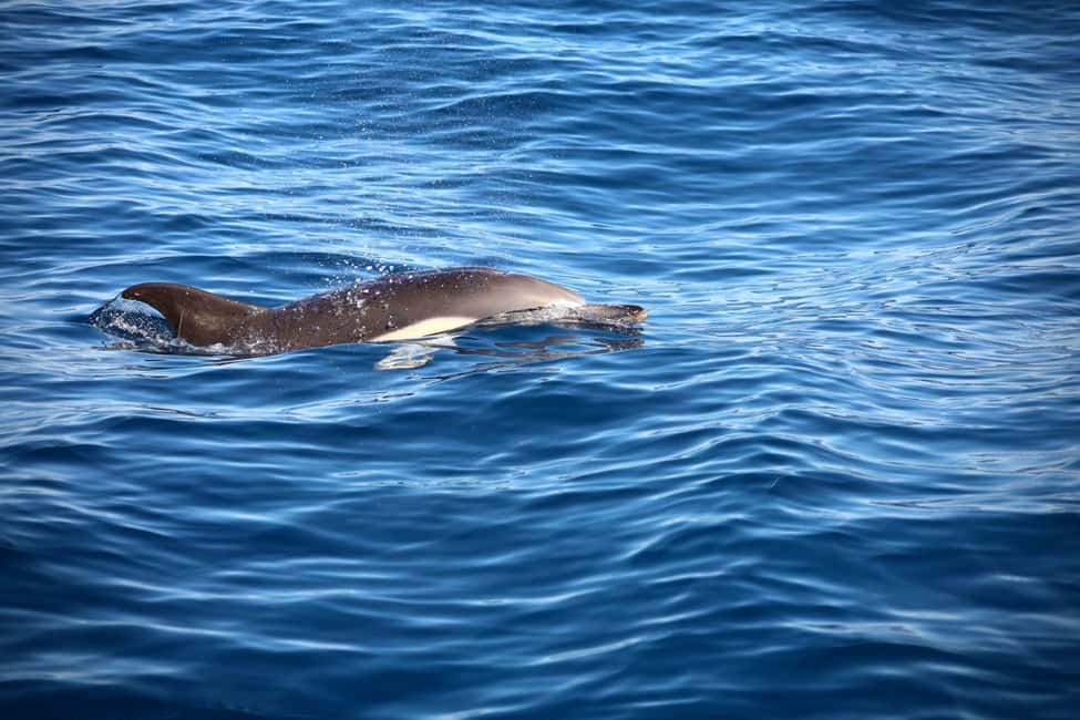 Lisbon: Ocean Safari with Marine Biologists - Marine life you might see, and what to do if you don’t see dolphins