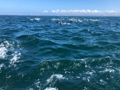 Lisbon: Ocean Safari with Marine Biologists - Lisbon Bay ecology: cliffs, an old lighthouse, and the estuary meeting the ocean